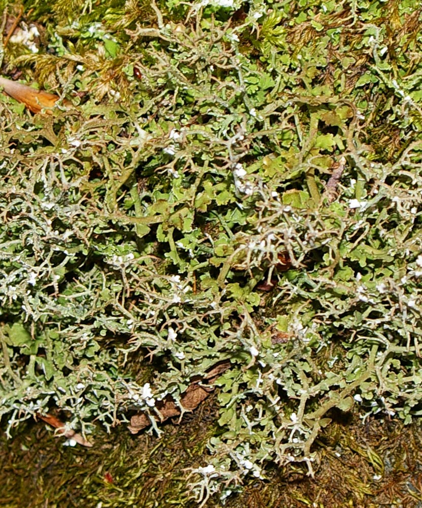 Cladonia?